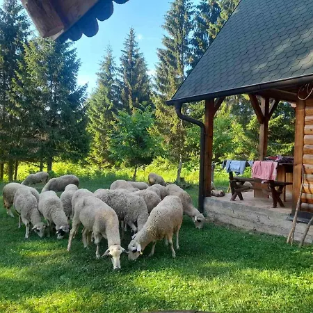 Koljeba Ikica I Makica