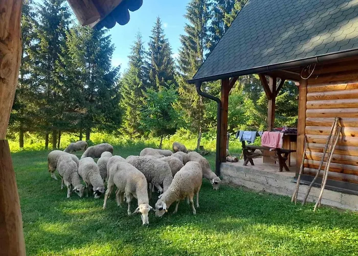 Koljeba Ikica I Makica